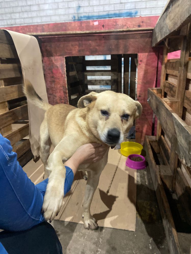 Cão