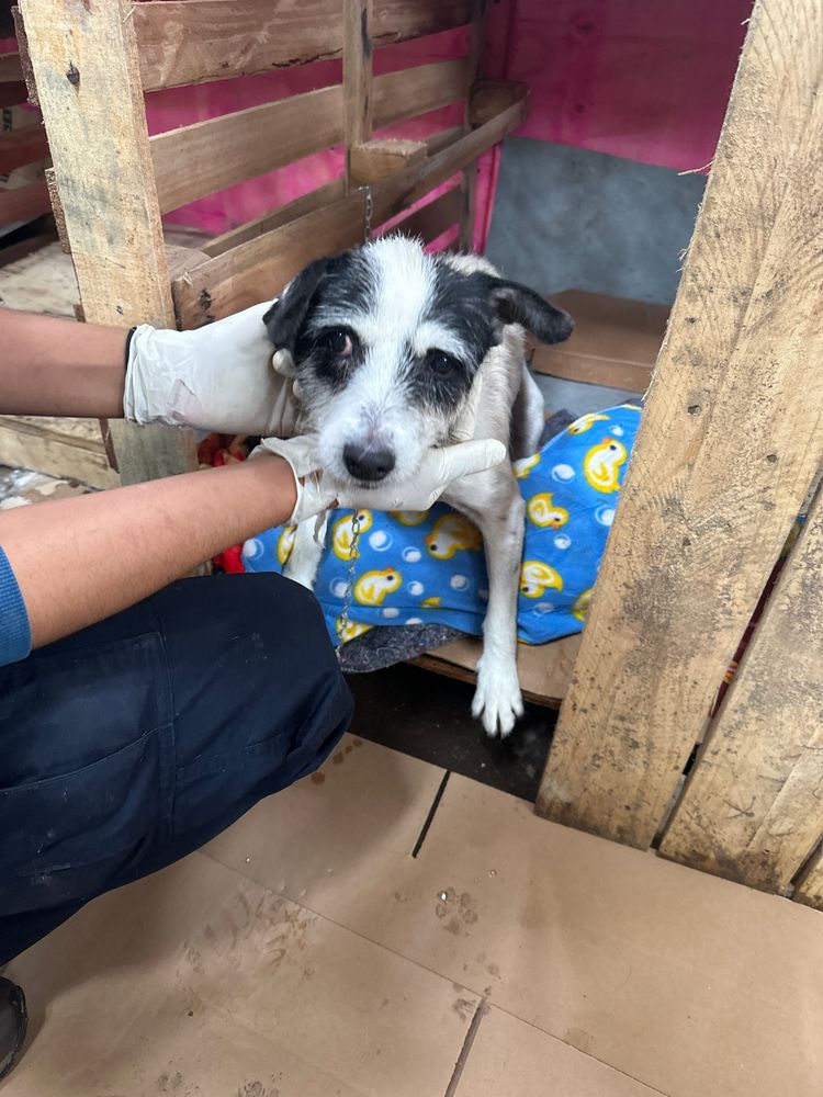 Cão