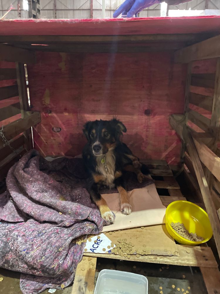 Cão