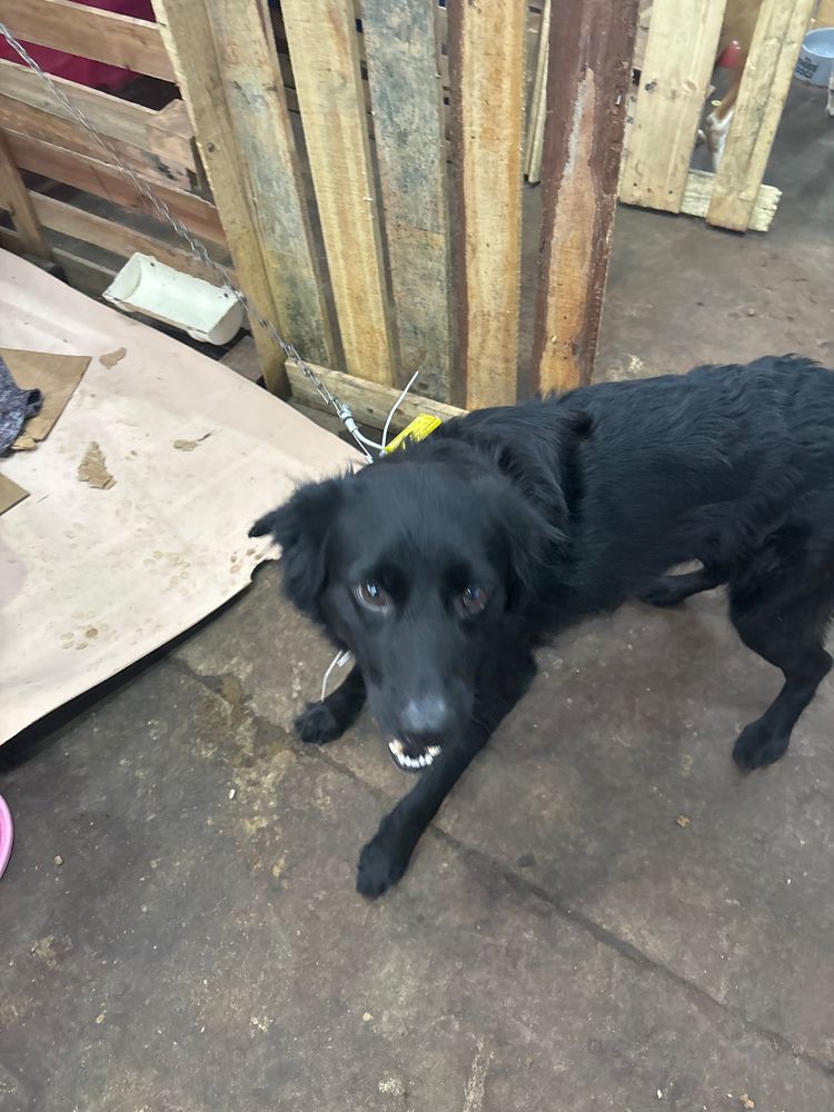 Cão