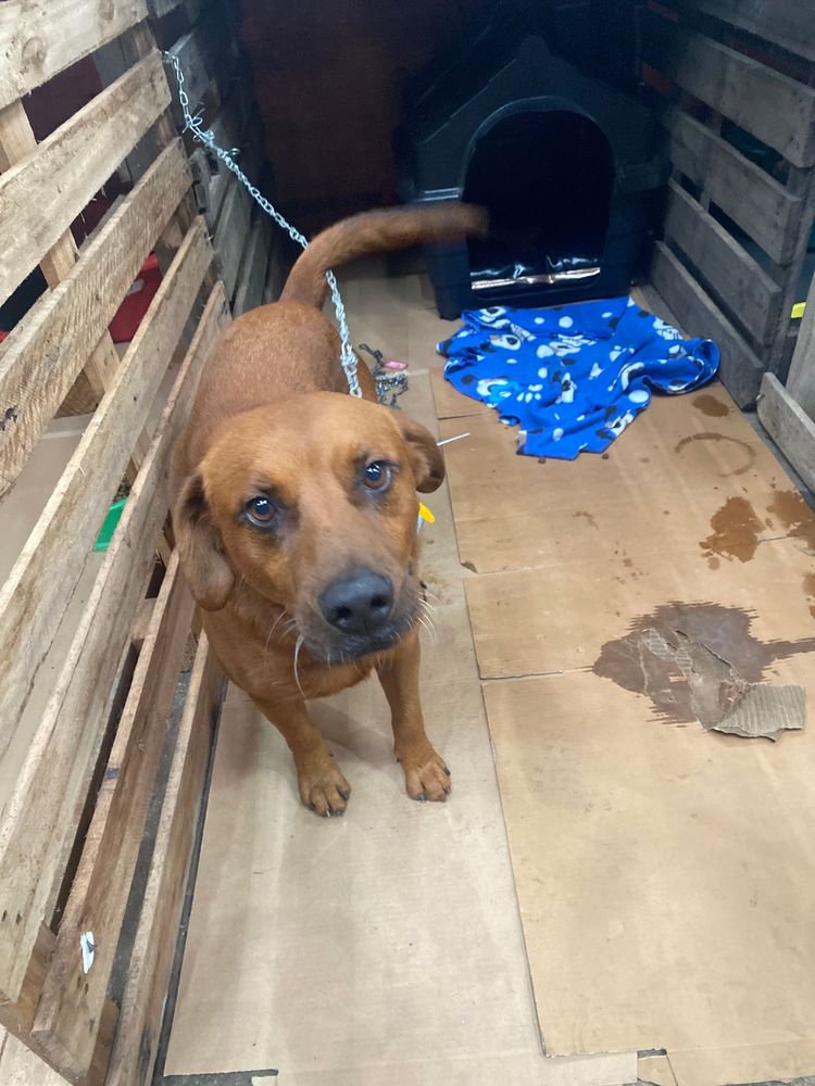 Cão