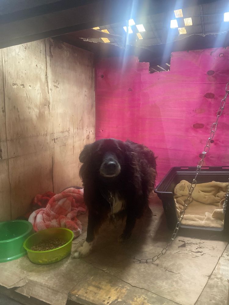 Cão