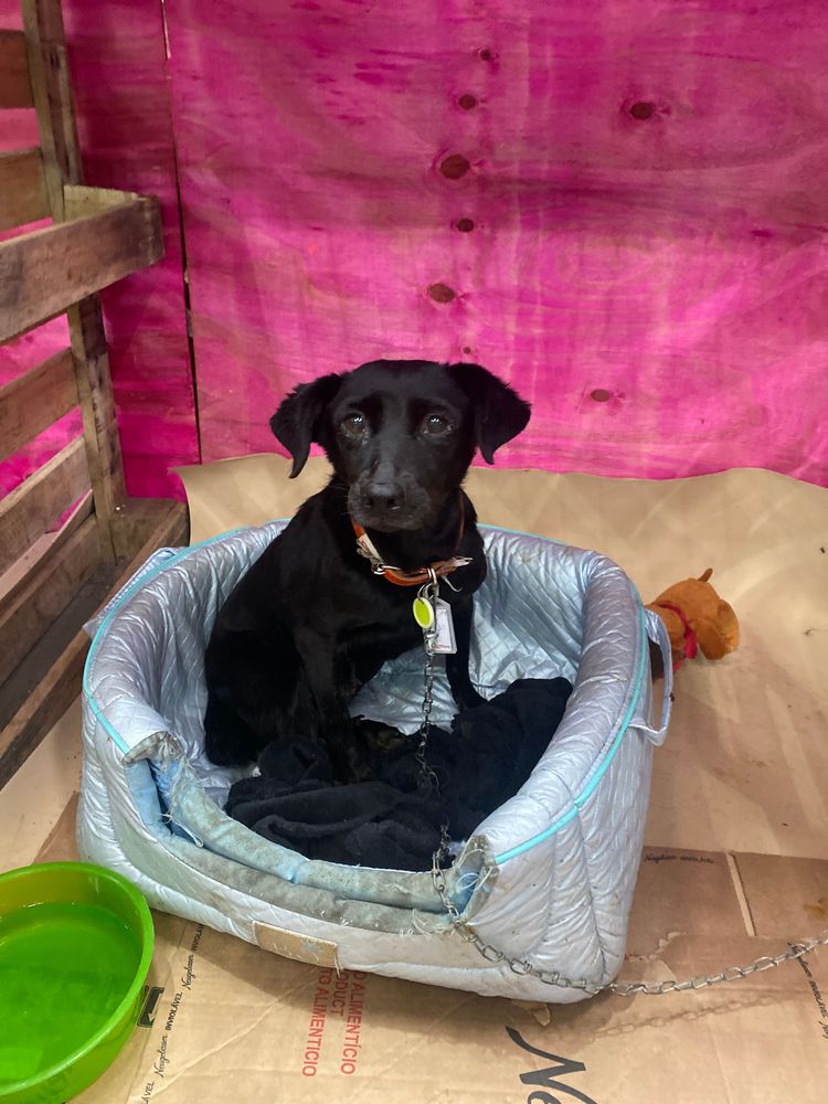 Cão