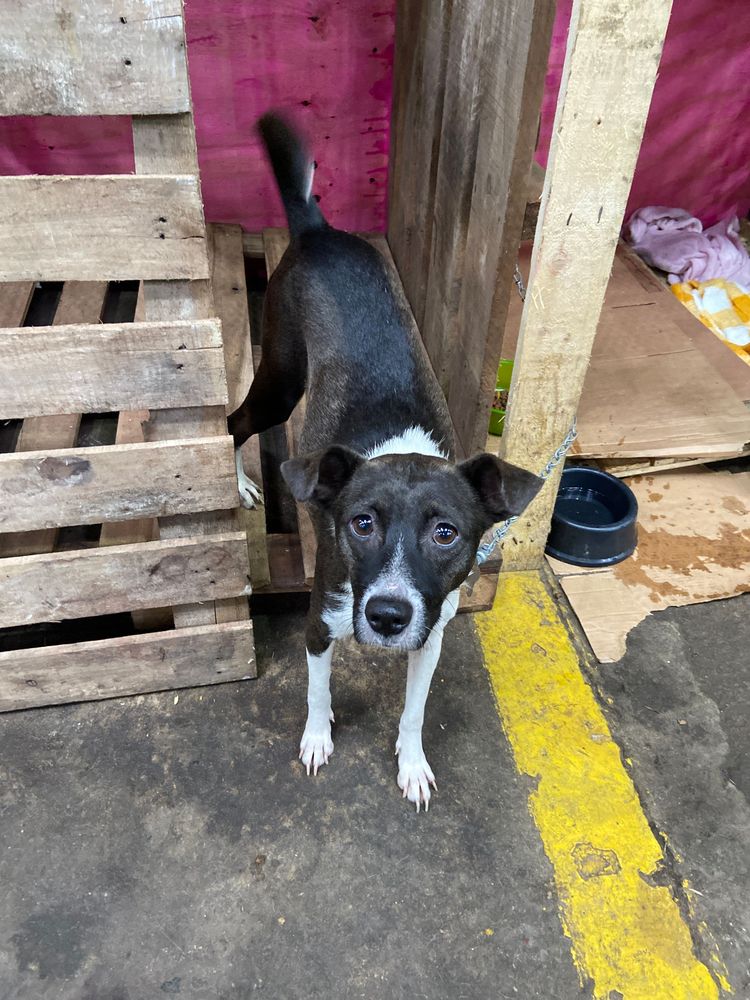 Cão