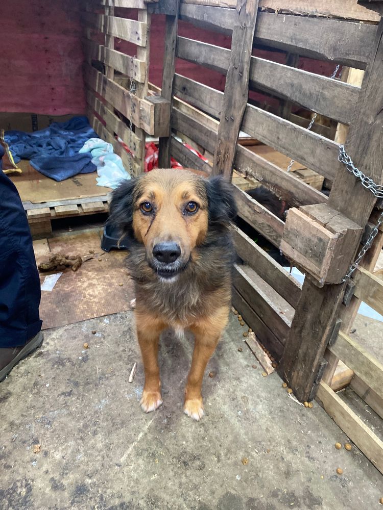 Cão