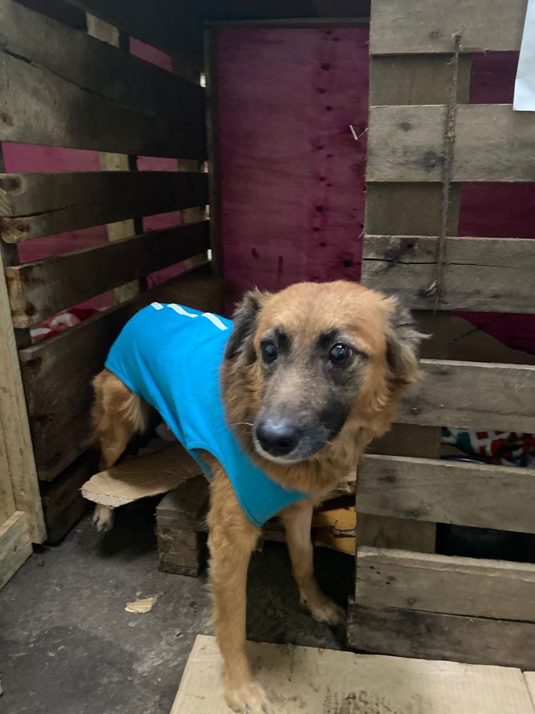 Cão