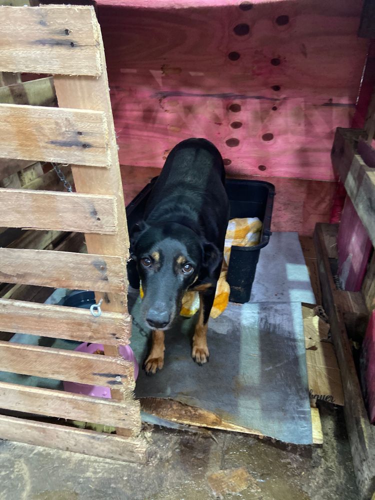 Cão