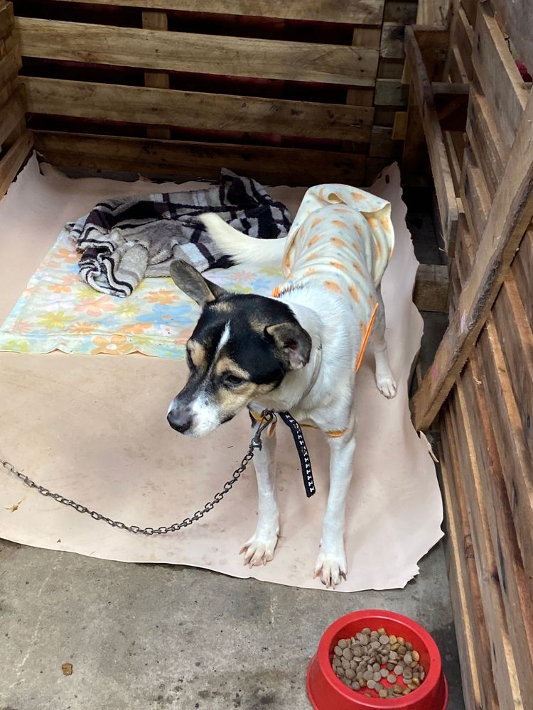 Cão