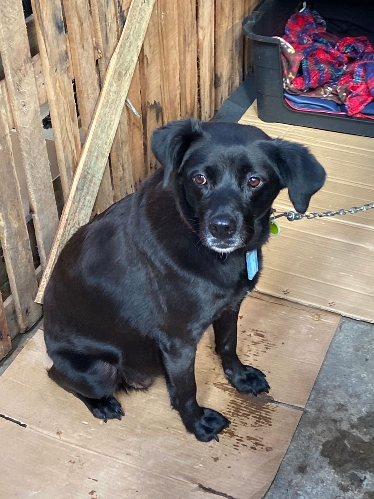 Cão
