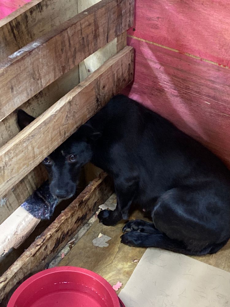 Cão
