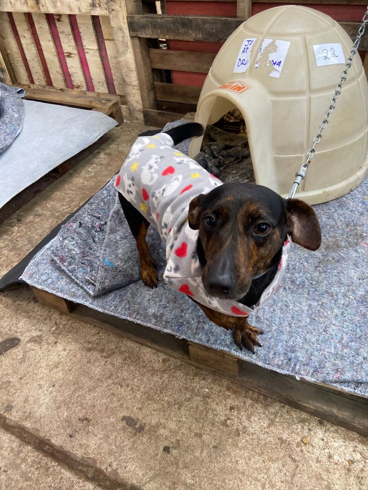 Cão
