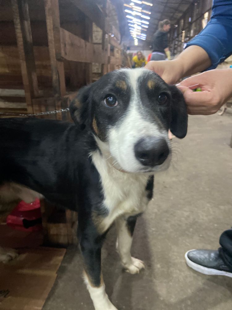 Cão