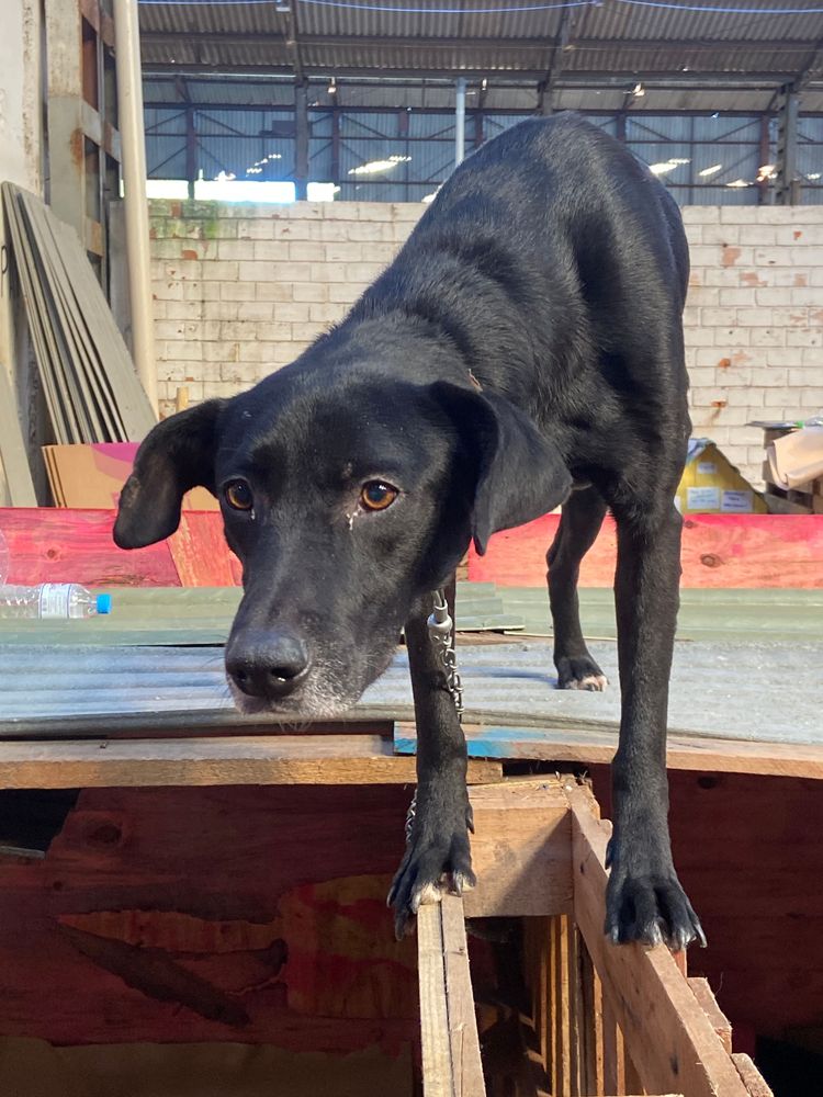 Cão