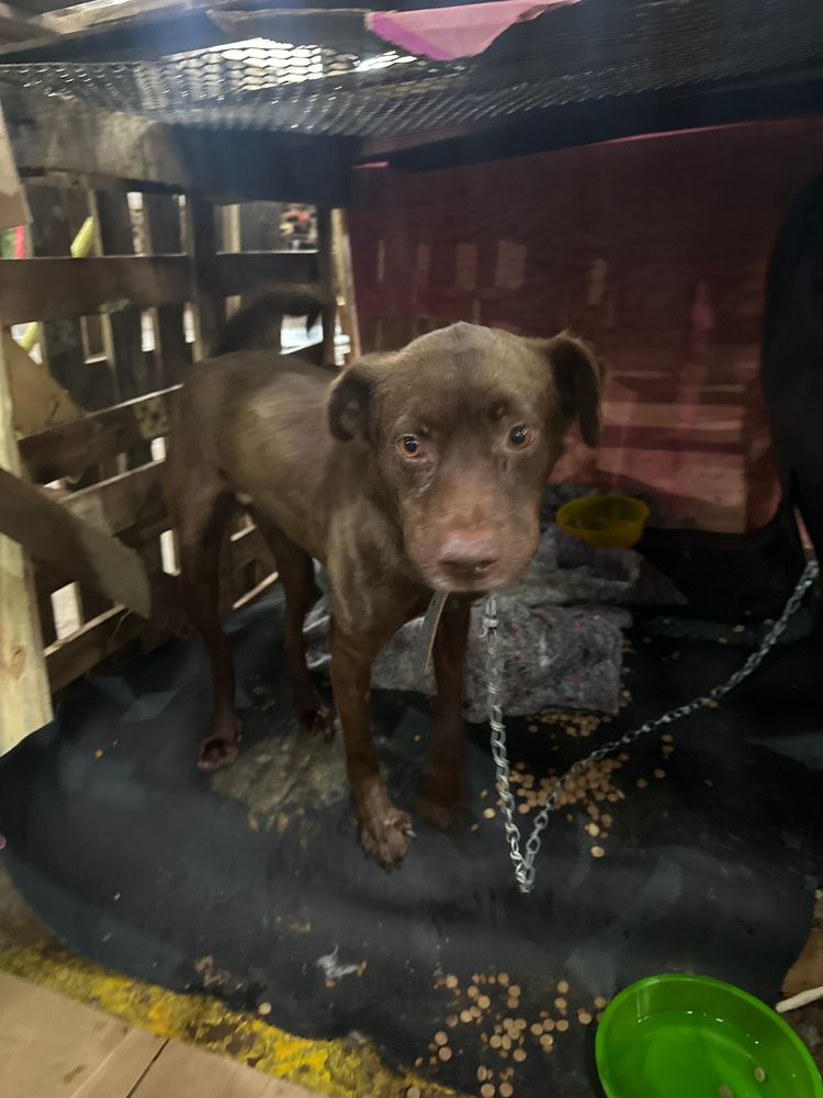 Cão