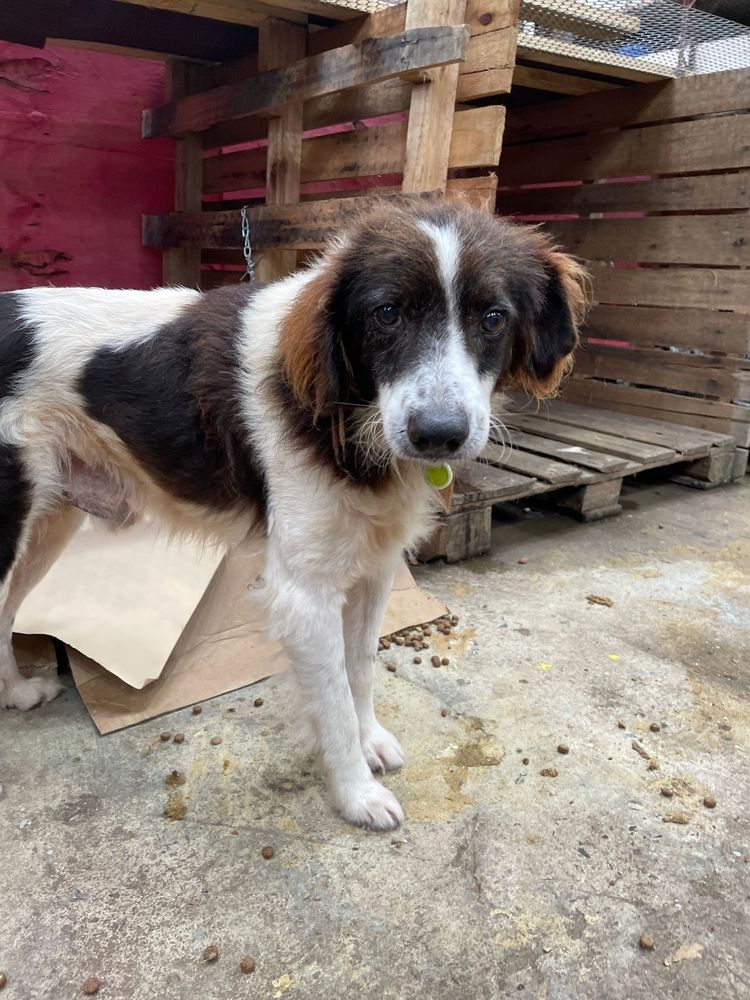 Cão