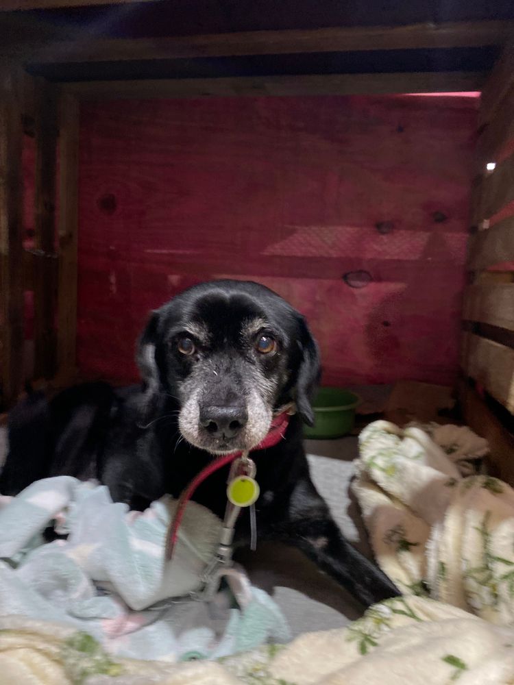 Cão