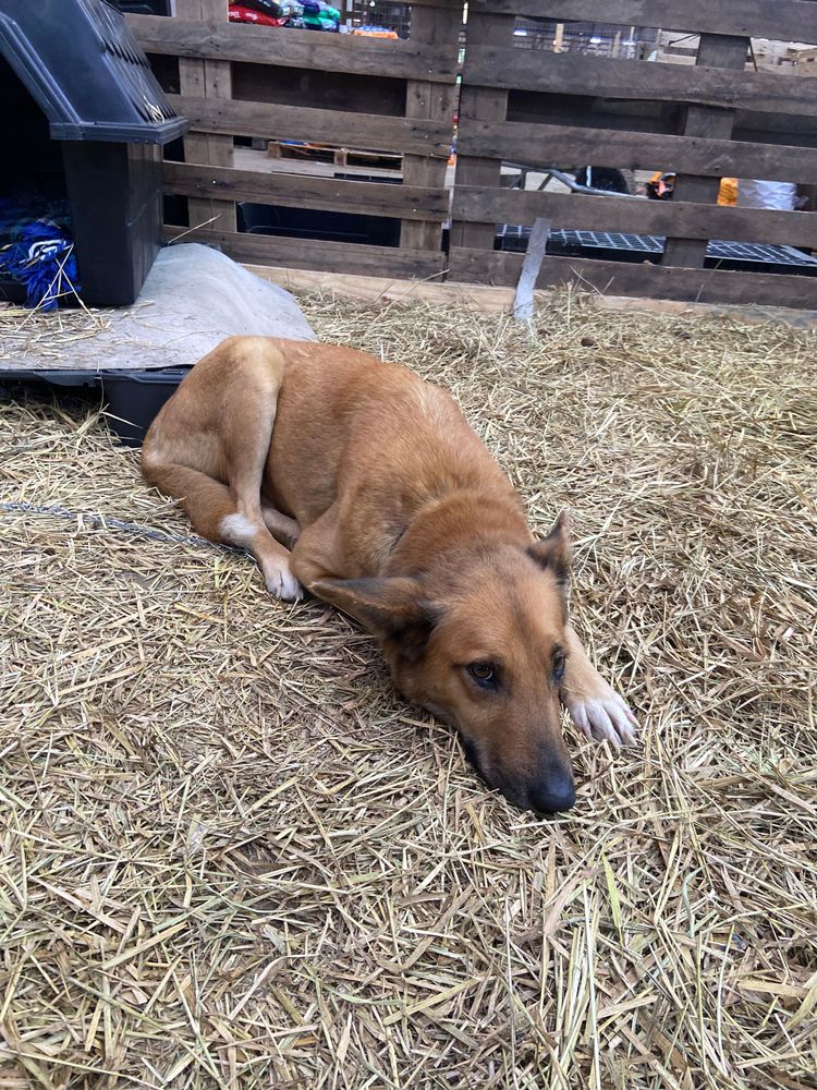 Cão