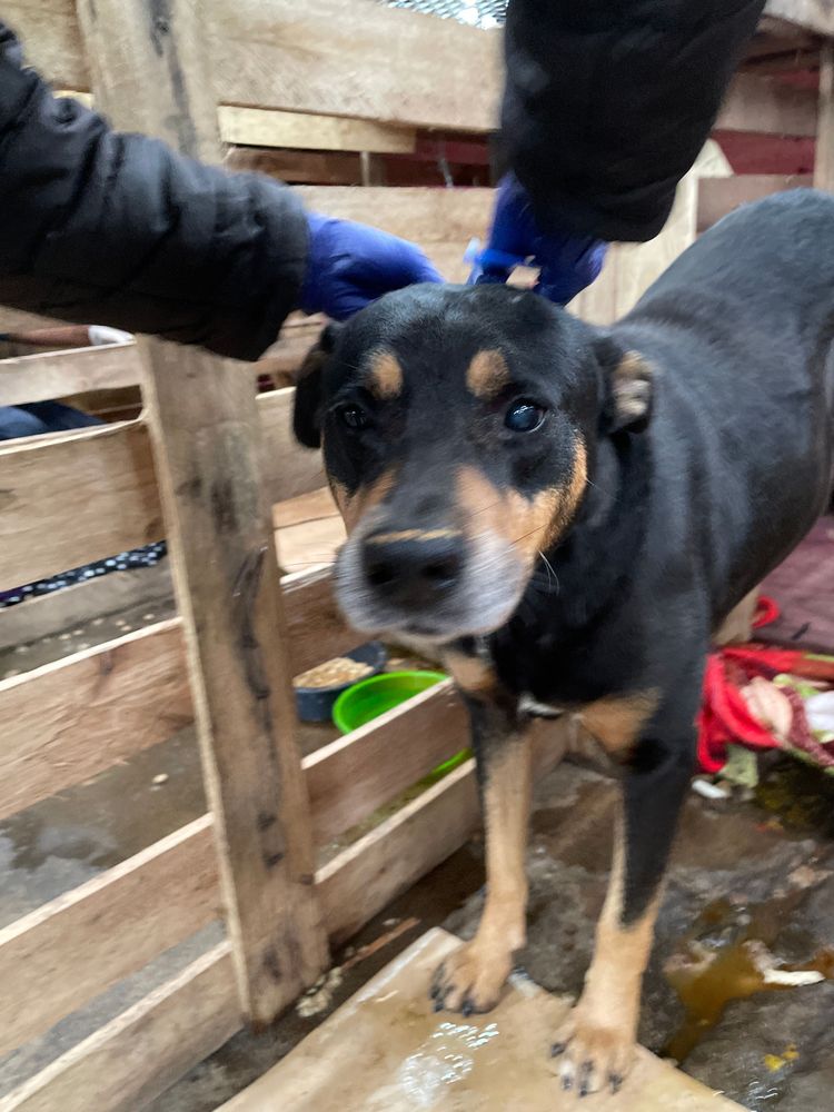 Cão