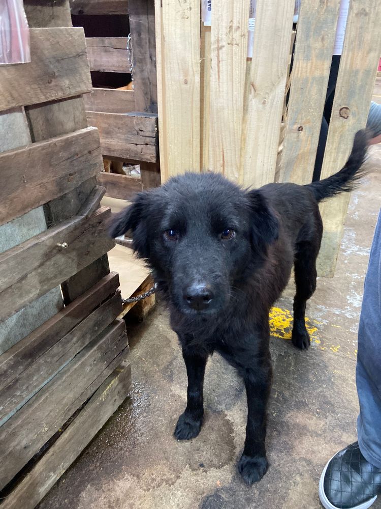 Cão