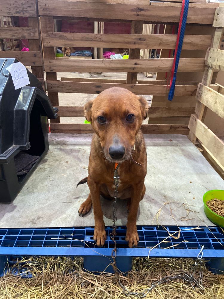 Cão