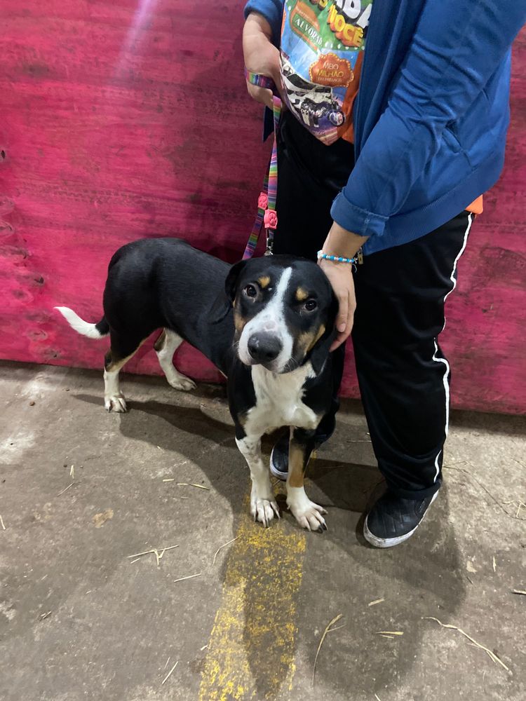 Cão