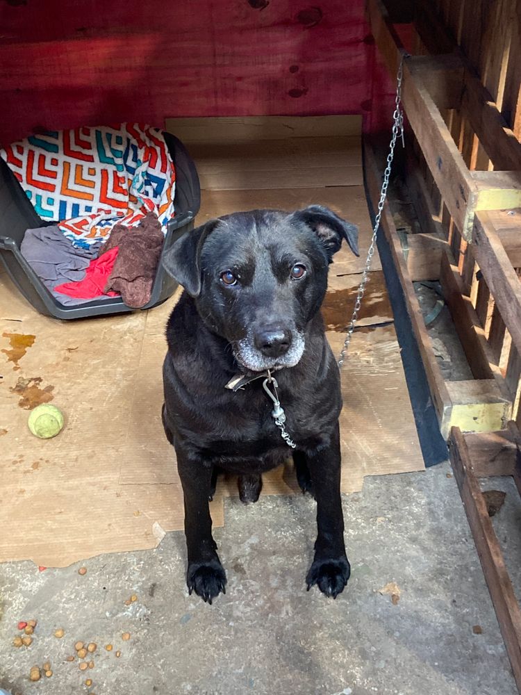 Cão