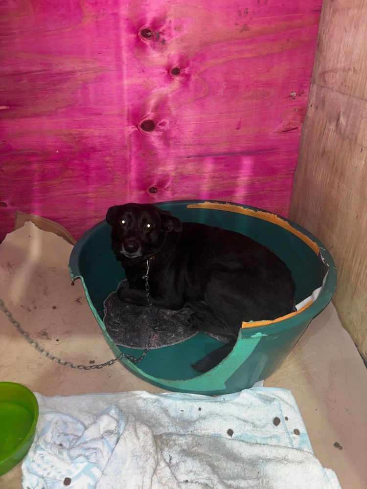 Cão