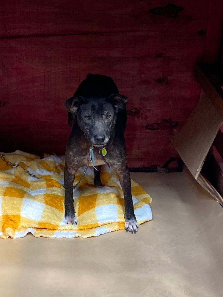 Cão