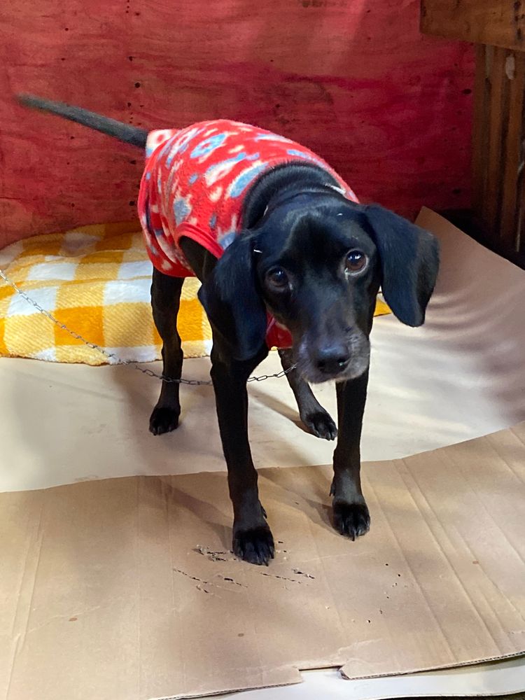 Cão