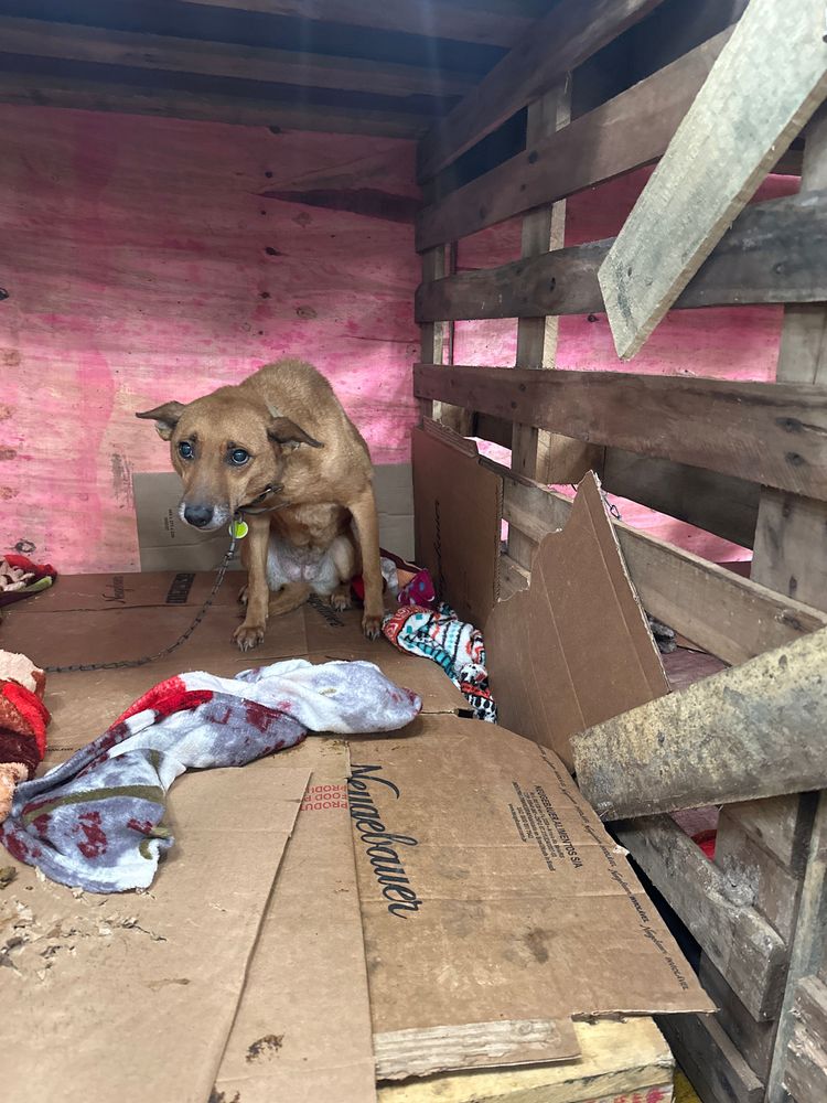 Cão