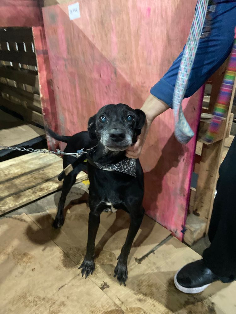 Cão