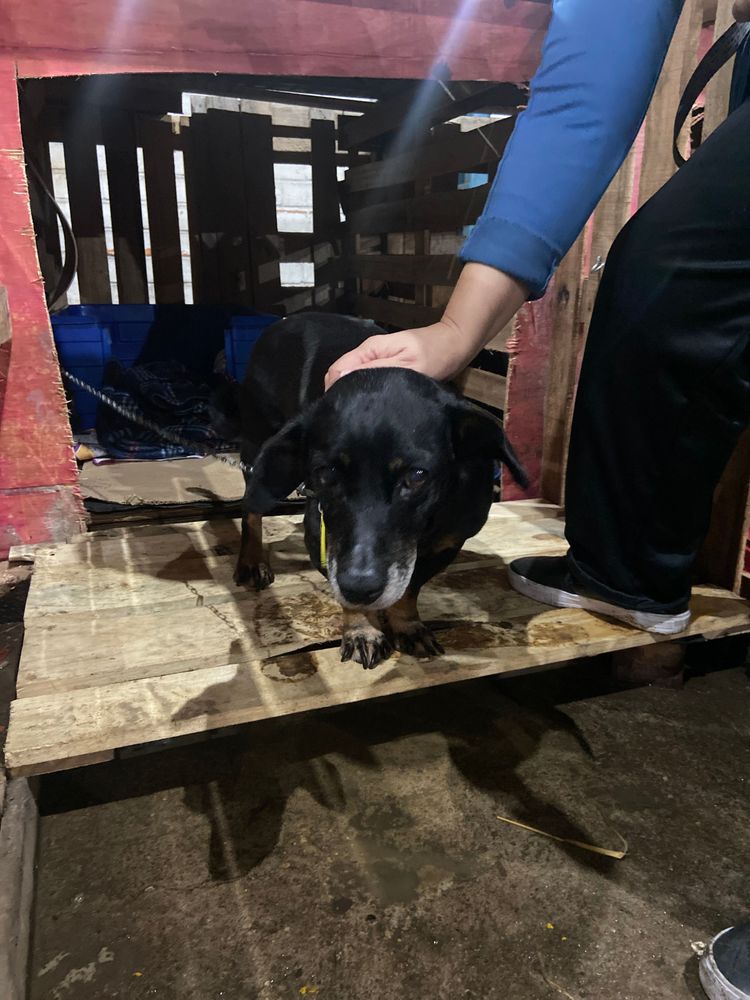 Cão