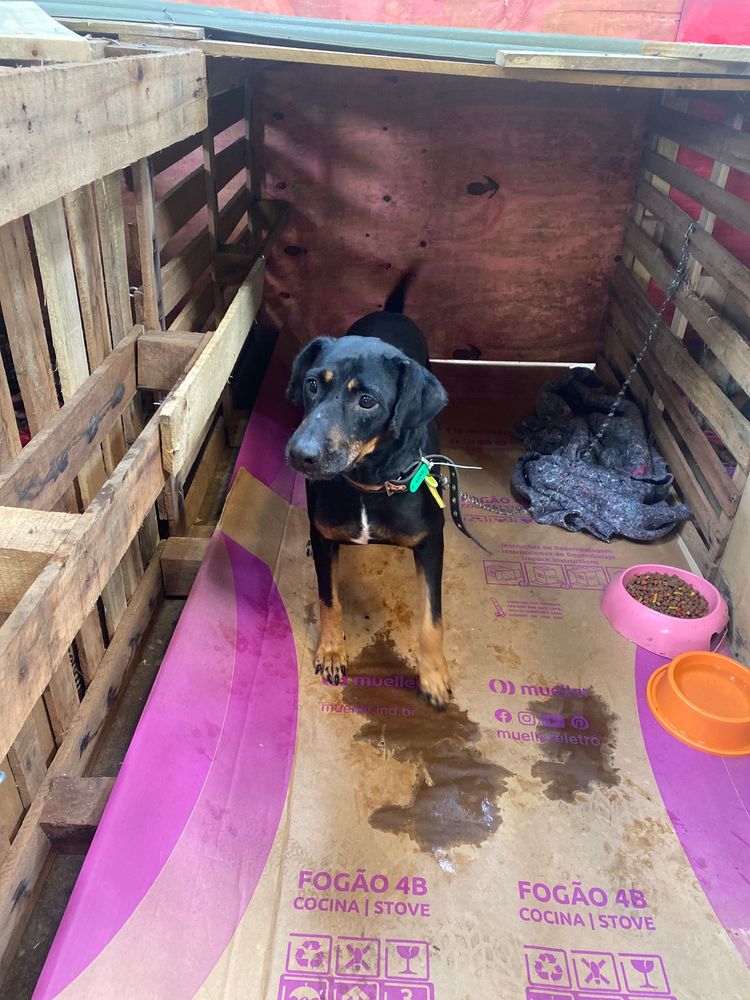 Cão