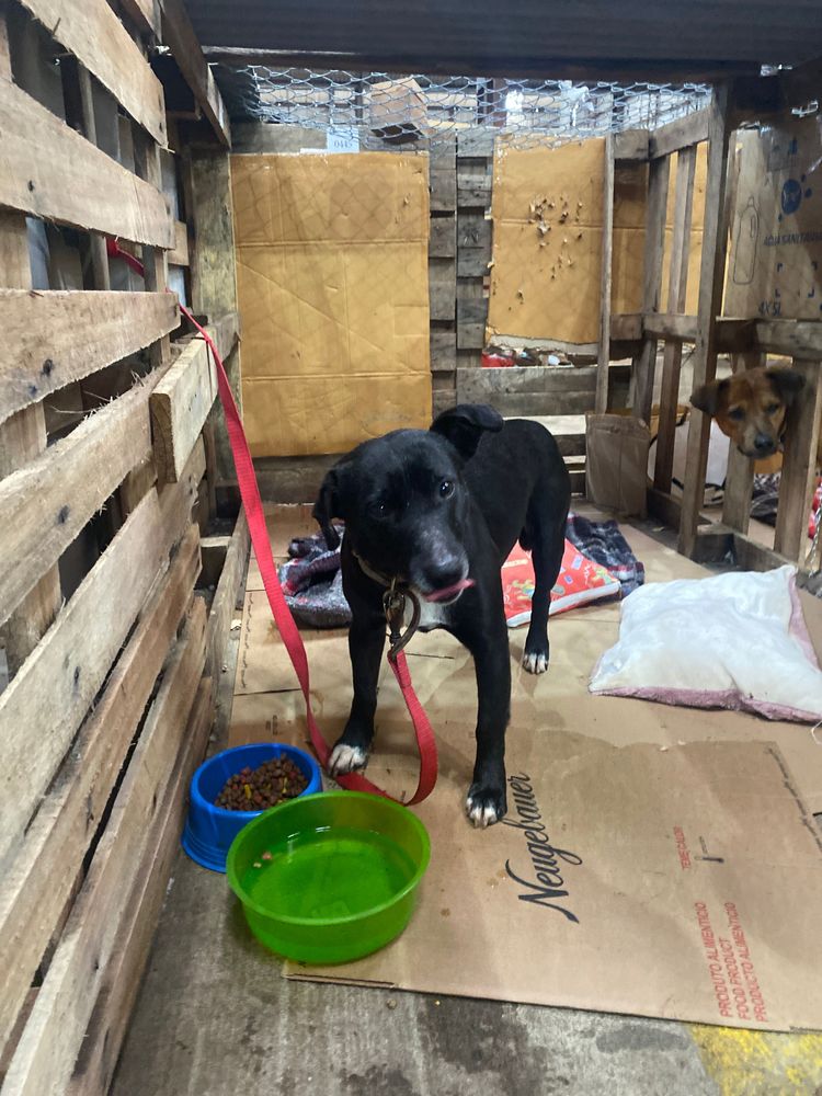 Cão