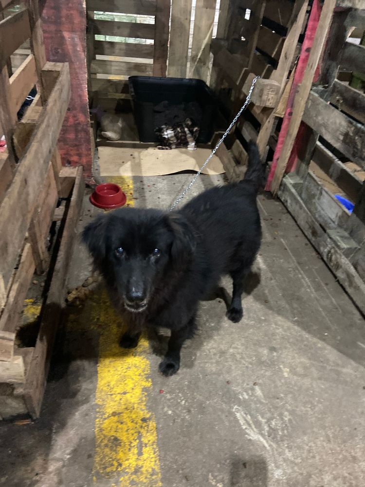 Cão