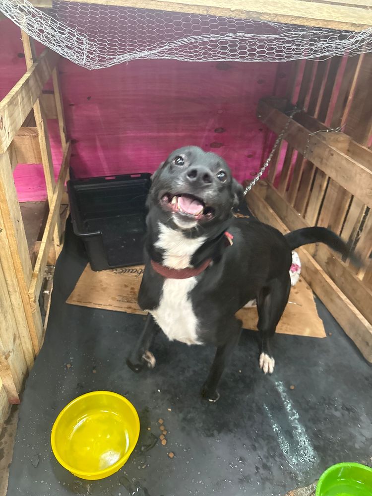 Cão