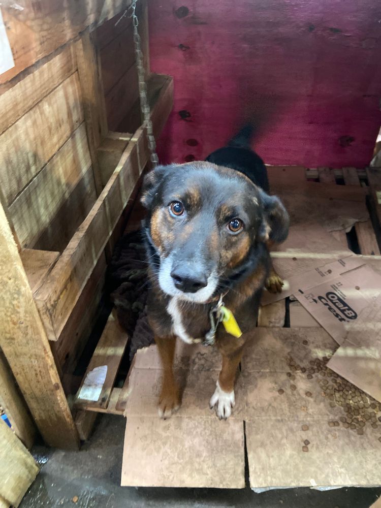 Cão