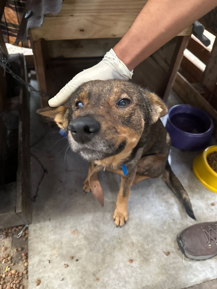 Cão