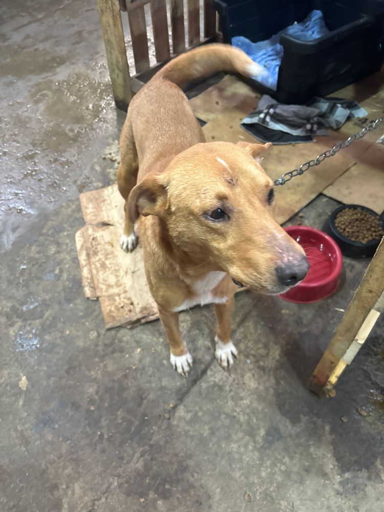 Cão