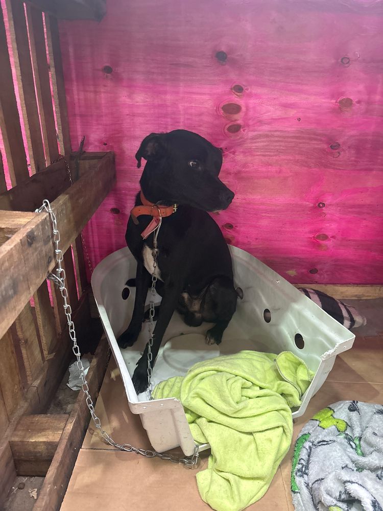 Cão