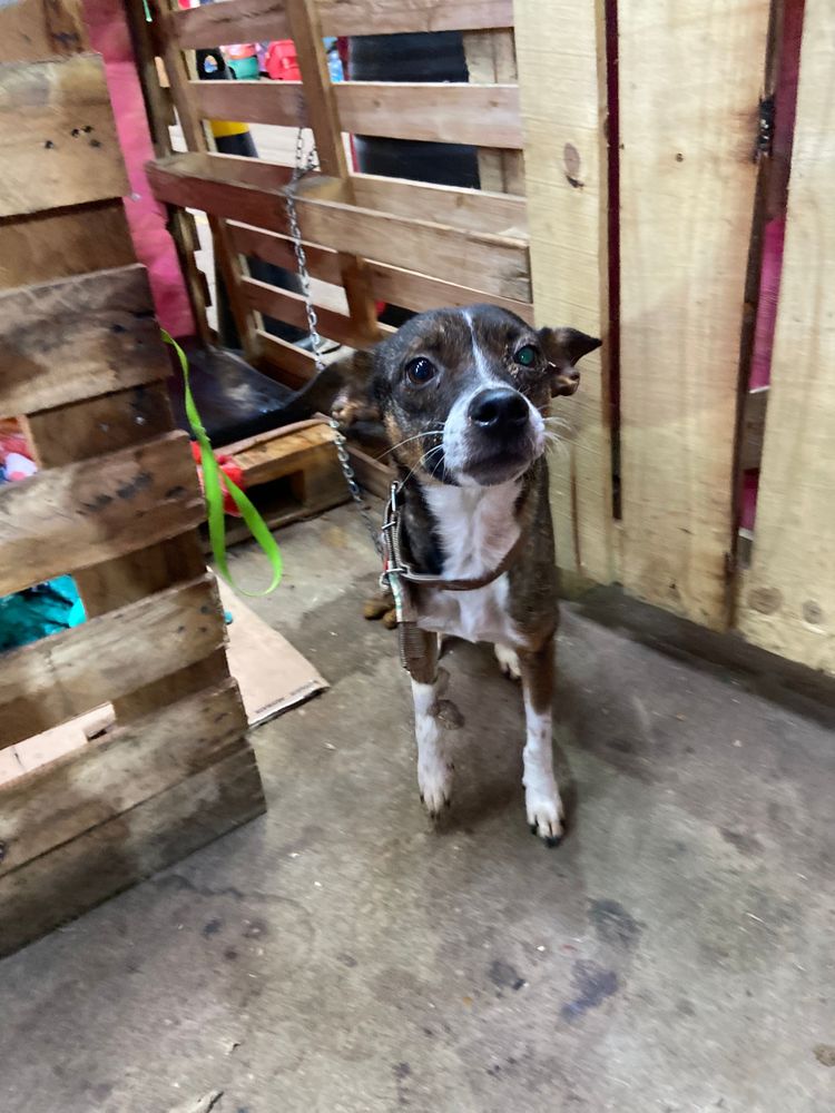 Cão