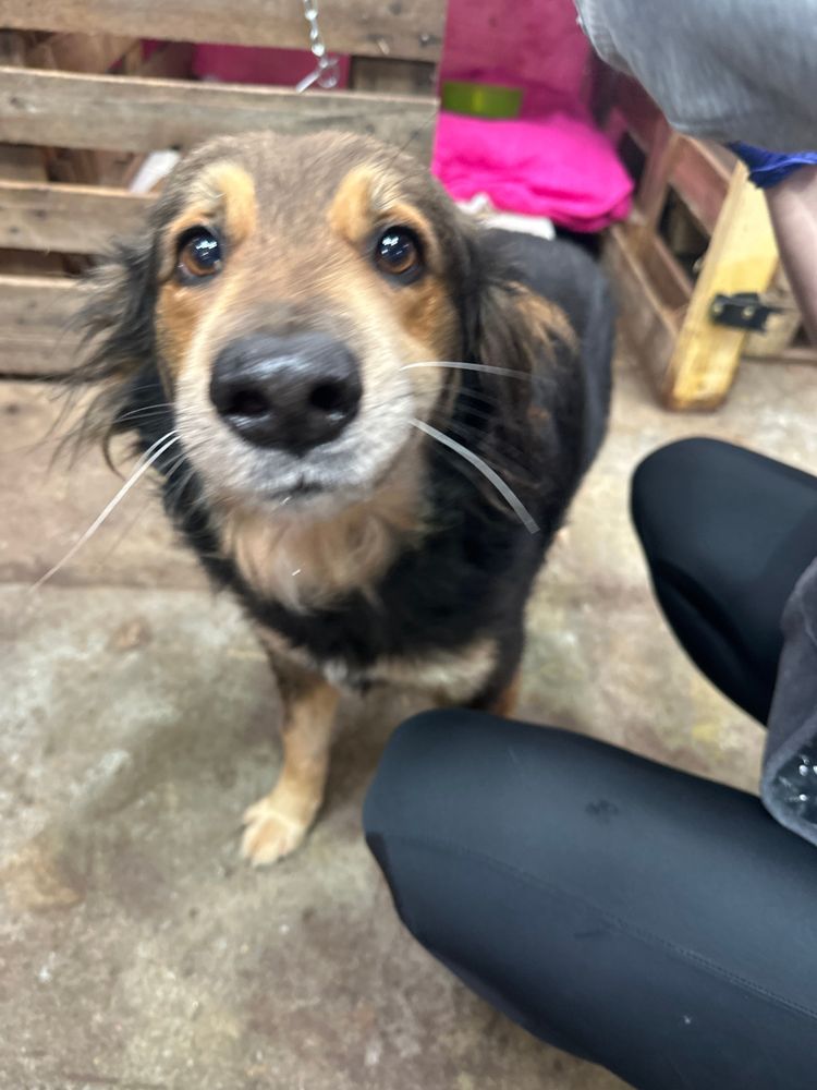 Cão