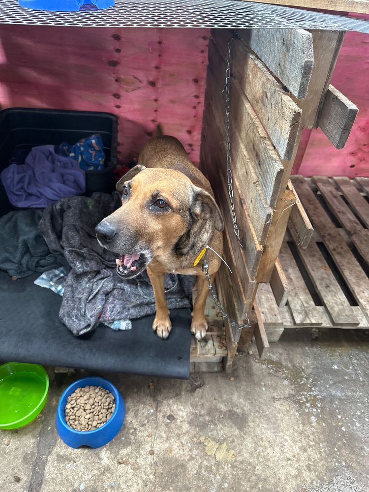 Cão