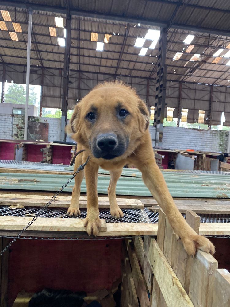 Cão