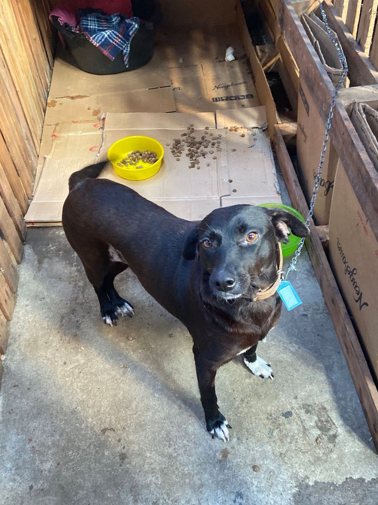 Cão