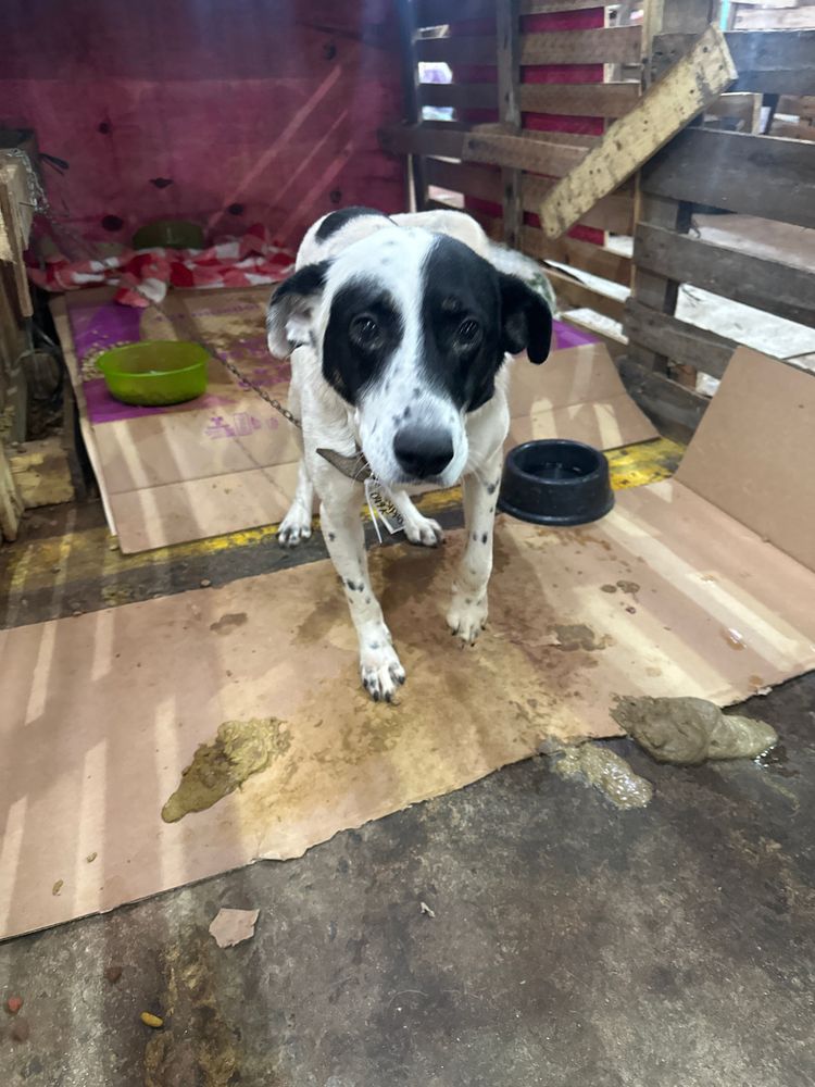Cão