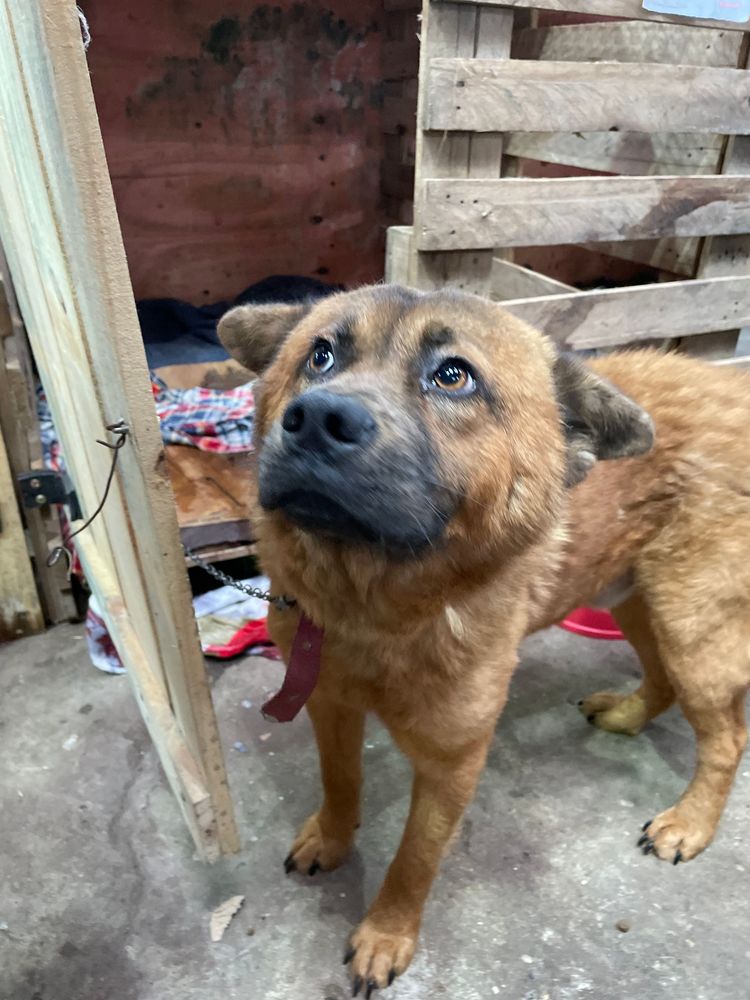 Cão