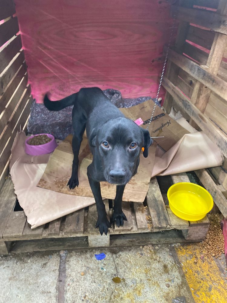 Cão