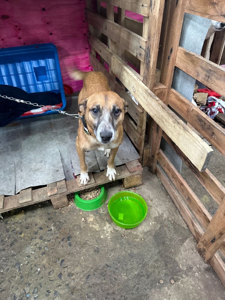 Cão