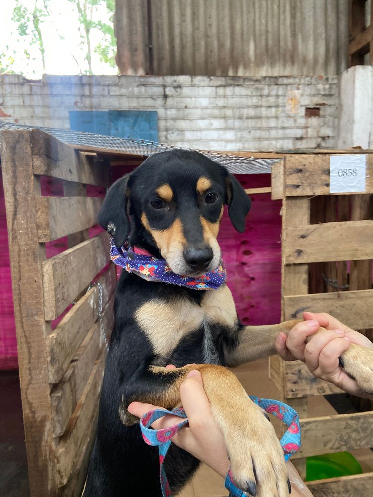 Cão